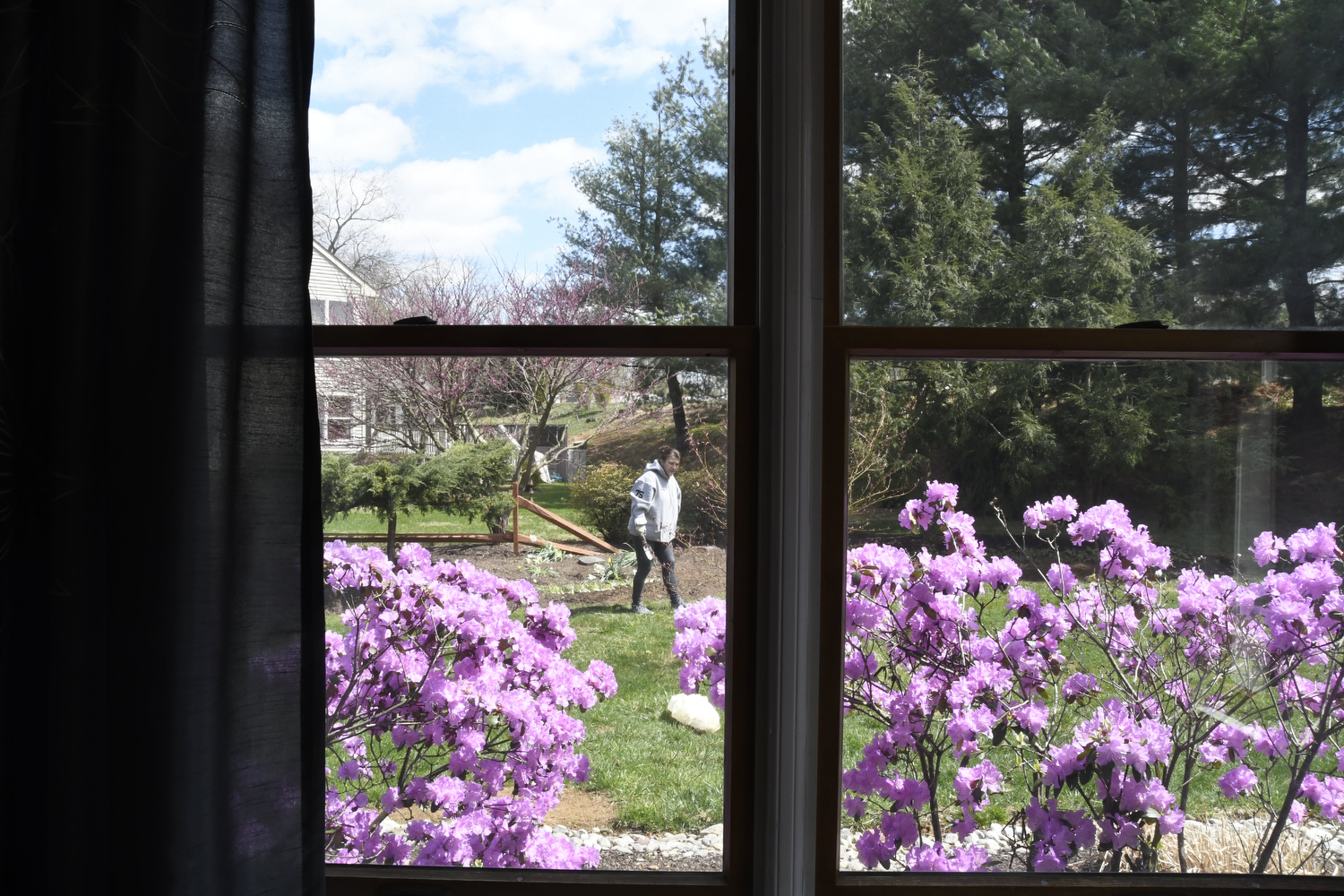 Shot during quarantine - My mother in our garden as pictured from our dining room