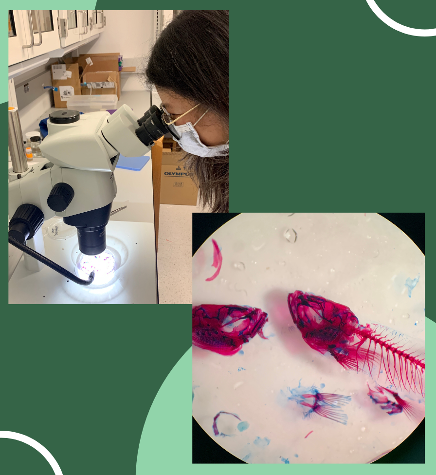 Person looks into a microscope, and in lower corner, a view of what they saw: a fish skeleton stained blue and red