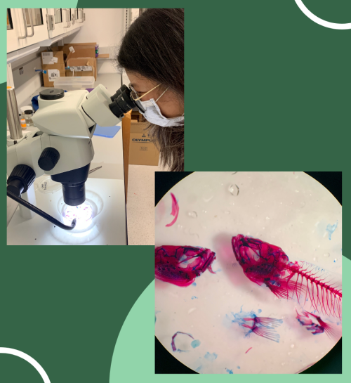 Person looks into a microscope, and in lower corner, a view of what they saw: a fish skeleton stained blue and red